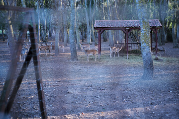grupo de ciervos en libertad dentro del parque la grajera