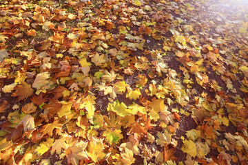 yellow fallen leaves abstract background, calendar golden fall