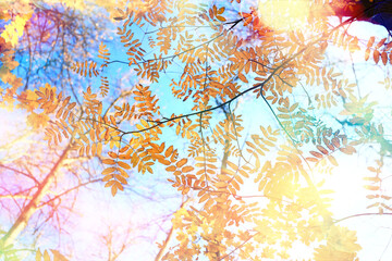 Obraz na płótnie Canvas yellow tree crown background top, fall leaves majestic
