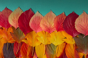 Bottom border of colorful autumn leaves on a blue background. Top view
