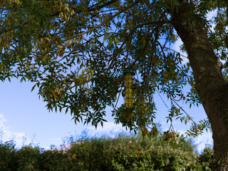 bird feeder on a tree in a garden