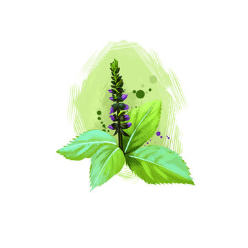 Tulsi-Basil ayurvedic herb digital art illustration with text isolated on white. Healthy organic plant widely used in treatment and cure, plant for preparation medicines for natural healthcare usages