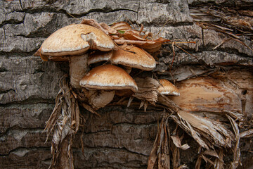 Wild mushroom growth on a tree bark