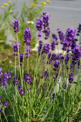Flowering purple lavender cultivated on lawn in the sunlight 