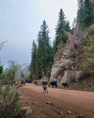 Fototapeta premium Nature of Kyrgyzstan