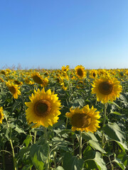 Obraz premium Large yellow sunflowers bloomed on a farm field in summer. The agricultural industry, production of sunflower oil, honey. Healthy ecology organic farming, and nature background.