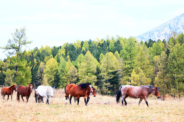 Naklejka na ściany i meble horses running across the steppe, dynamic freedom herd