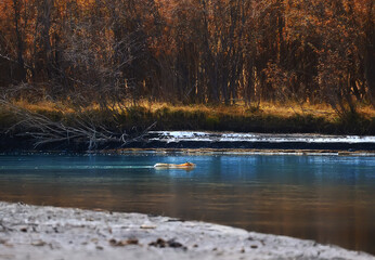 wild fox swims across the river, animal hunting predator nature