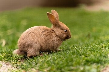Cute brown rabbit in the garden.