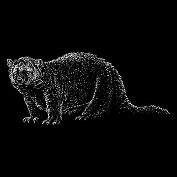 Fisher Cat hand drawing. Vector illustration isolated on black background.
