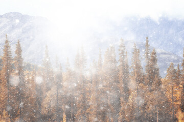 Fototapeta na wymiar autumn snow landscape background nature view background winter first snow texture