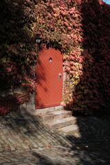 Alte Holztür in einer wild überwucherten Mauer im Herbst bei Sonnenschein am Landgrafenschloss in...