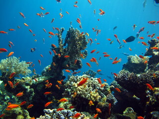 Obraz na płótnie Canvas Colorful tropical fish on a coral reef, amazingly beautiful fairy world. In the coral gardens of the Red Sea.