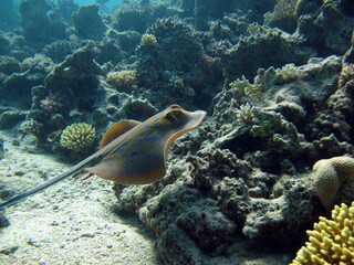 Stingrays - Batoidea  Taeniura lymma. Stingray Family, Spotted Stingrays. Taeniura lymma.