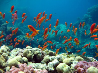 Colorful tropical fish on a coral reef, amazingly beautiful fairy world. In the coral gardens of...