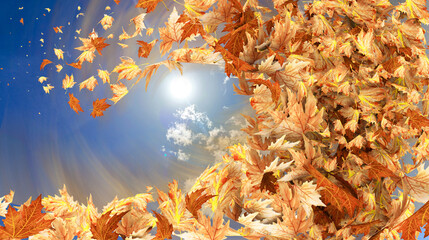 autumn leaves wind air background like sea wave