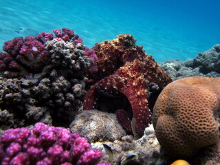 Naklejka na ściany i meble Octopus. Big Blue Octopus on the Red Sea Reefs.