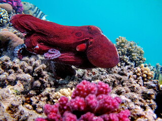Octopus. Big Blue Octopus on the Red Sea Reefs.