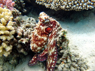 Octopus. Big Blue Octopus on the Red Sea Reefs.