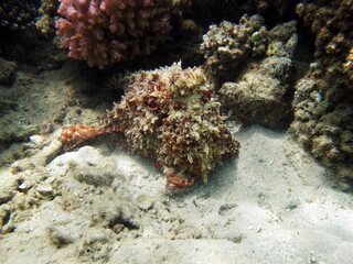 Octopus. Big Blue Octopus on the Red Sea Reefs.
The cyanea octopus, also known as the Big Blue Octopus or Day Octopus.

