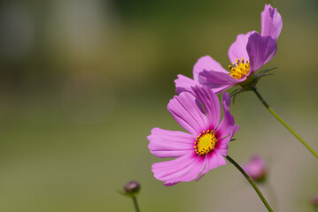 Fototapeta premium コスモス（秋桜）