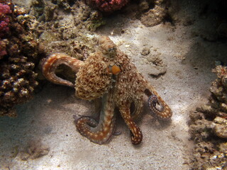 Octopus. Big Blue Octopus on the Red Sea Reefs.