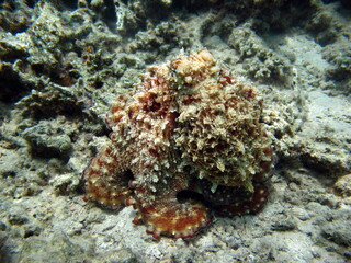 Naklejka na ściany i meble Big Blue Octopus (Octopus cyanea) Octopus. Big Blue Octopus on the Red Sea Reefs. The cyanea octopus, also known as the Big Blue Octopus or Day Octopus. 