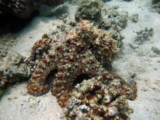 Octopus. Big Blue Octopus on the Red Sea Reefs.