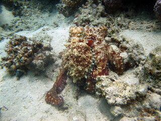 Fototapeta na wymiar Octopus. Big Blue Octopus on the Red Sea Reefs. The cyanea octopus, also known as the Big Blue Octopus or Day Octopus. 