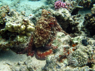 Big Blue Octopus (Octopus cyanea)
Octopus. Big Blue Octopus on the Red Sea Reefs.
The cyanea octopus, also known as the Big Blue Octopus or Day Octopus.

