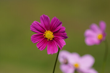 Obraz premium コスモス（秋桜）