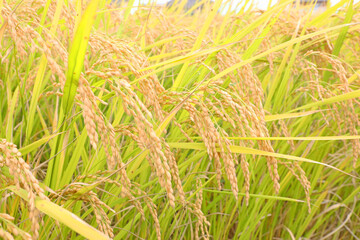 収穫間近の稲穂