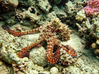 Obraz na płótnie Canvas Octopus. Big Blue Octopus on the Red Sea Reefs.