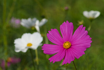 コスモス（秋桜）