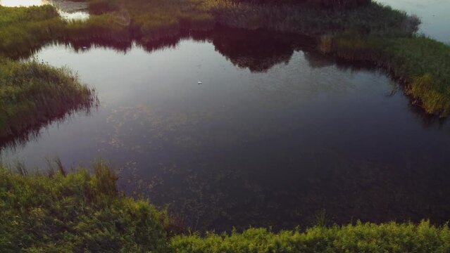 Golden sun on lake and swan, Vacaresti