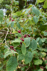 Lonicera xylosteum 
