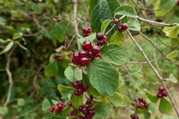 Lonicera xylosteum 
