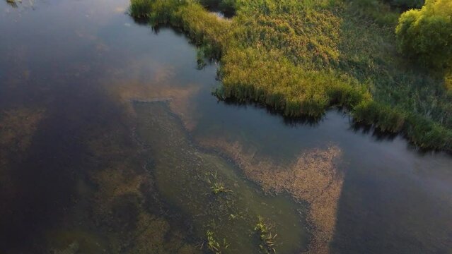 Swamp lake - Delta Vacaresti, Romania