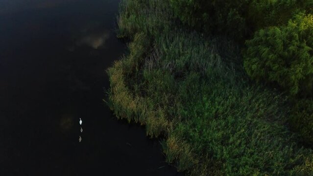 swan with chicks - Vacaresti Delta - still image