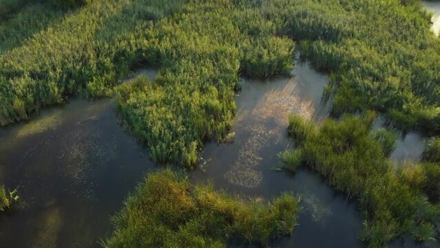 Wild swamp and lakes - Delta Vacaresti, Romania