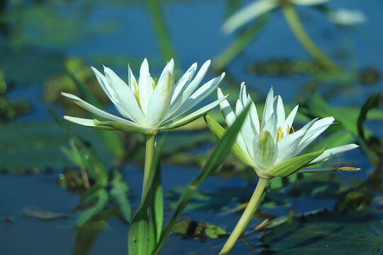 Lovely flowers White lotus, commonly called water lily or water lily among green leaves and blue water