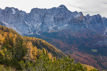 Foliage in the woods of Julian Alps