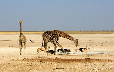 Giraffe drinking at a waterhole with three ostrich in the background and springbok in the...