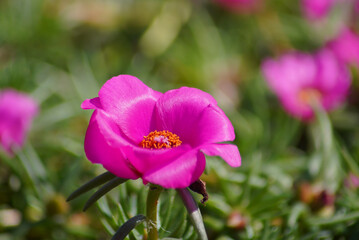 Obraz premium マツバボタン（松葉牡丹）