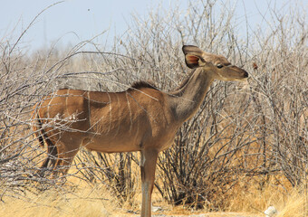 Female Kudu browsing on a dry bush