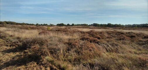 Heidelandschaft bei Sorgwohld, Schleswig-Holstein