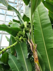 huge banana tree leaves - bottom view. and on top of the roof from the greenhouse