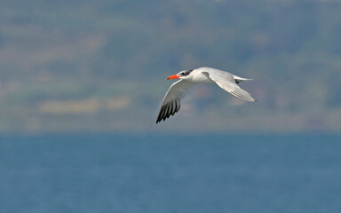Fototapeta na wymiar Caspian tern (Hydroprogne caspia), Greece