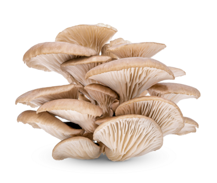 Oyster mushroom isolated on transparent background (.PNG)