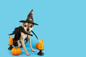 Halloween Dog, puppy in witch hat with halloween decoration, trick or treat, Halloween card,copy...